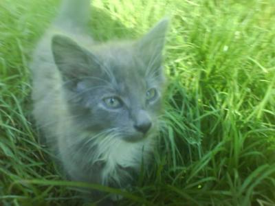 Mon chat